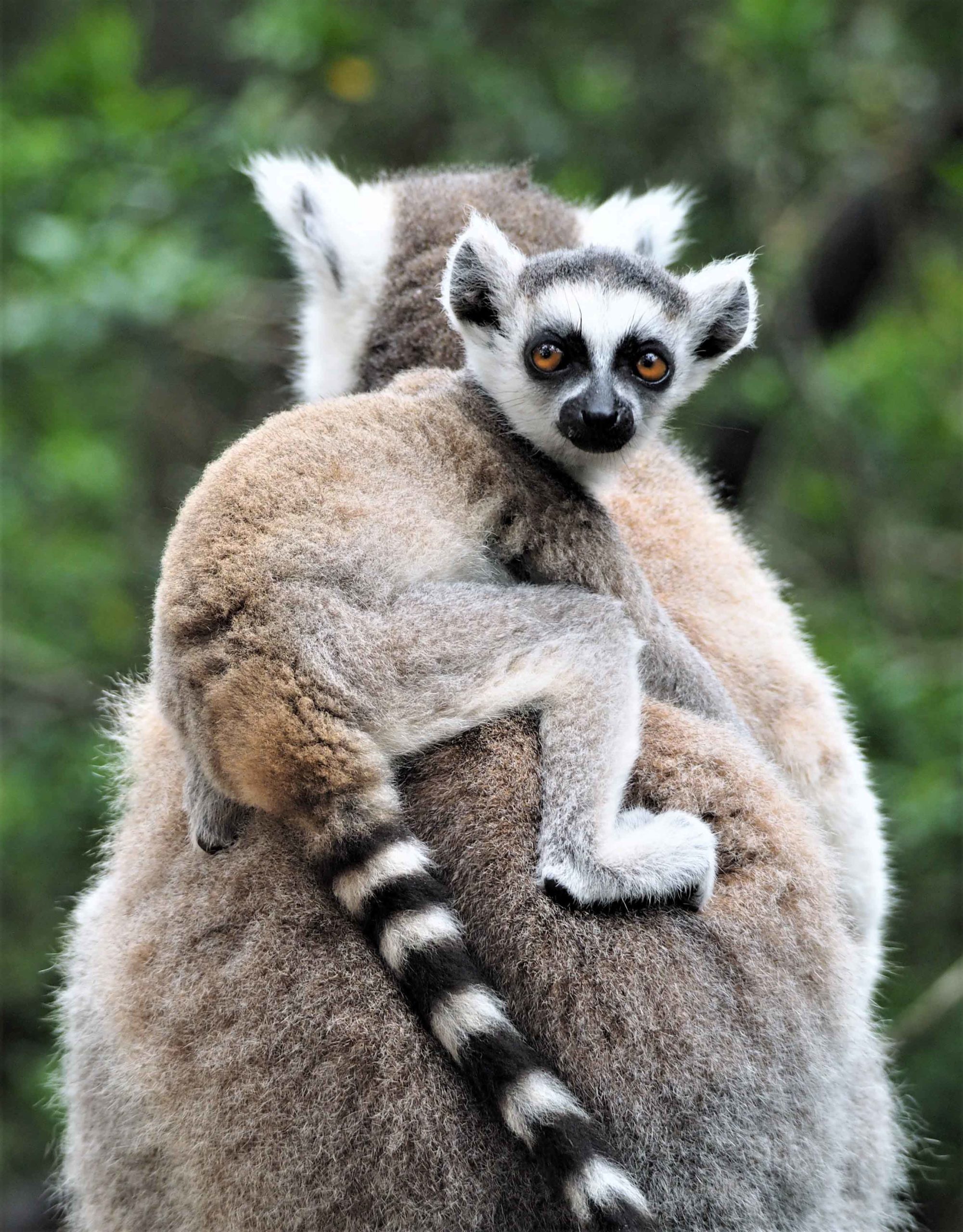 Ringer Ring-Tailed Lemur – Wiggles & Giggles Stillwater