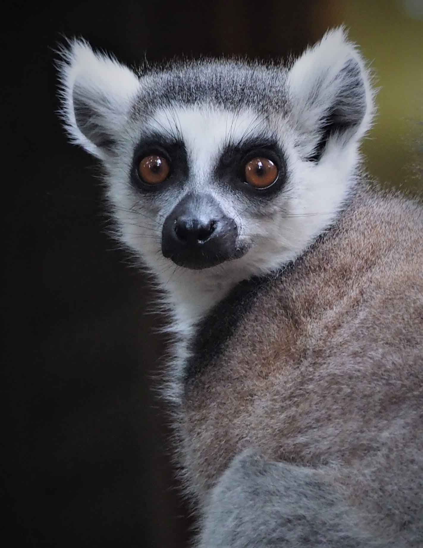 Ring-tailed lemur | primate | Britannica