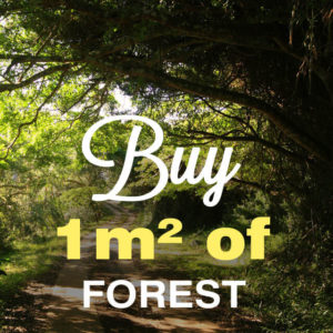 A square meter of forest for $5-old