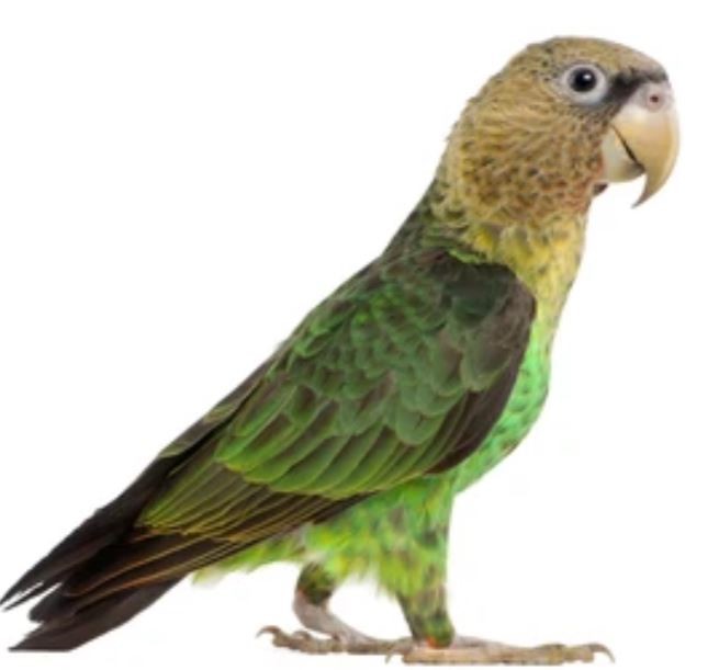 Cape parrots come home - Monkeyland™ | Monkeyland Primate Sanctuary