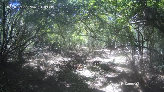 Forest cam